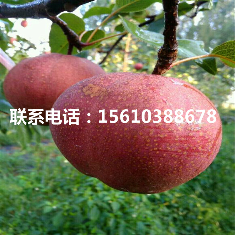 新品種紅安久梨樹苗、紅安久梨樹苗管理技術(shù)