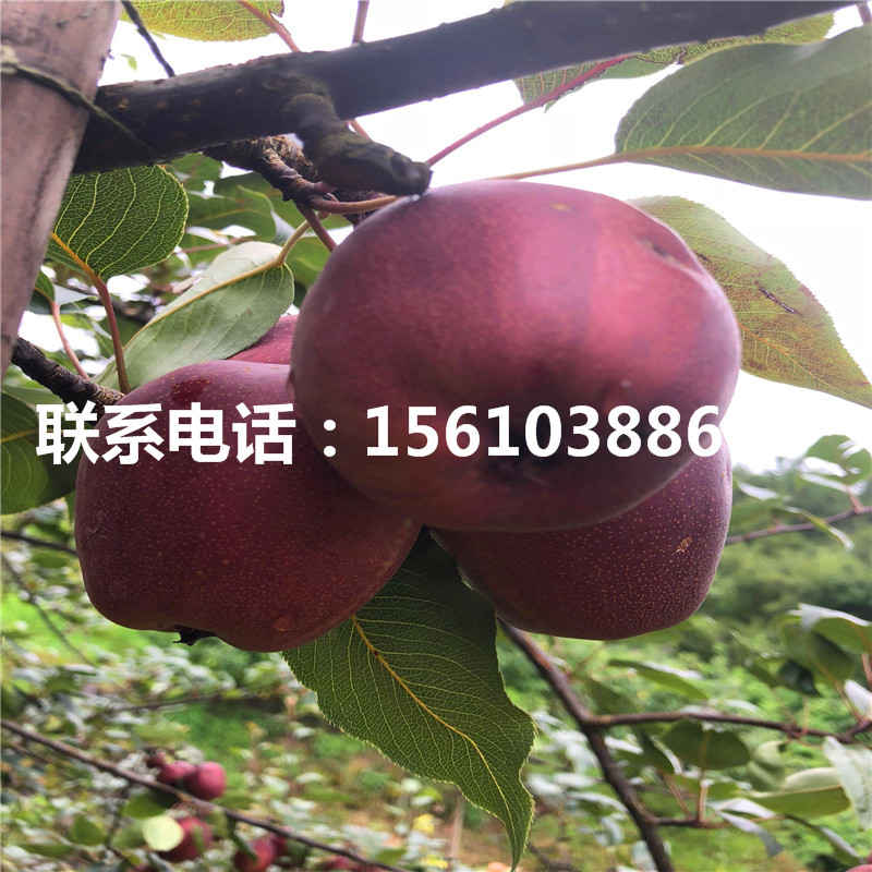 新品種紅安久梨樹苗、紅安久梨樹苗批發(fā)基地