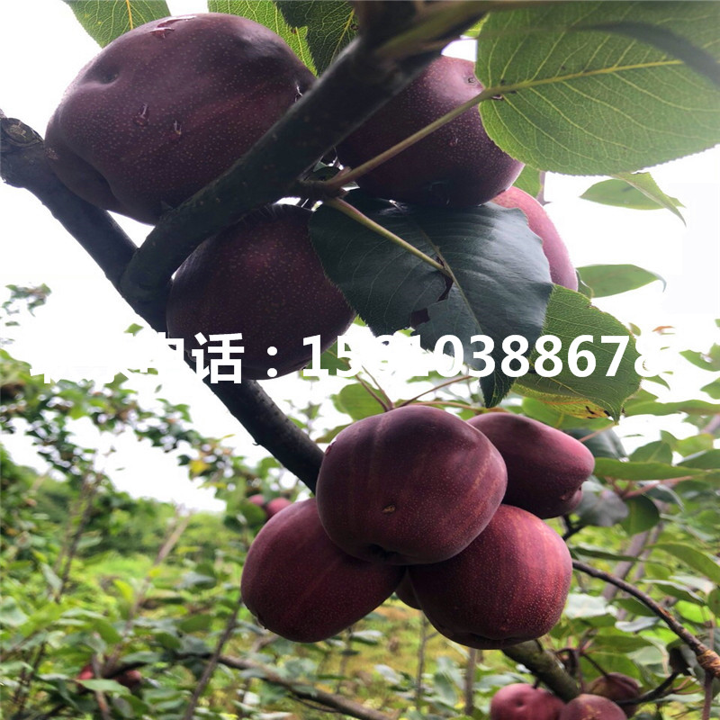 新品種奧紅一號(hào)梨樹苗、奧紅一號(hào)梨樹苗那家好