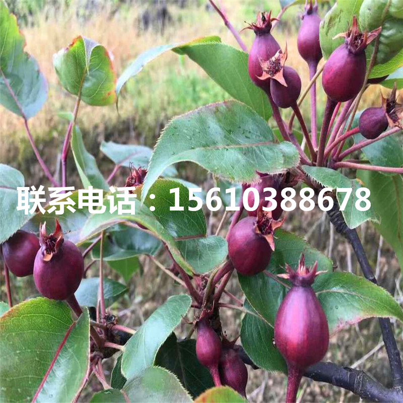 新品種奧紅一號(hào)梨樹苗、奧紅一號(hào)梨樹苗那家好