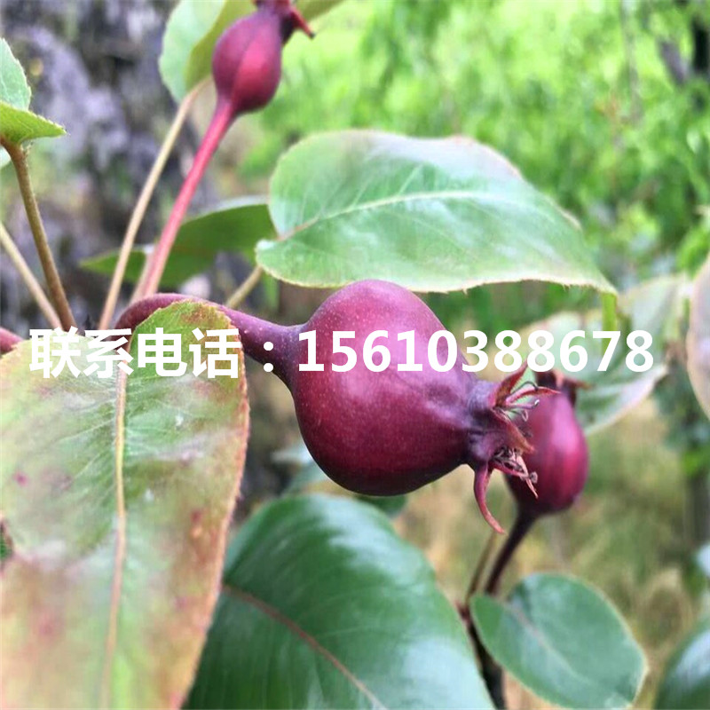 山東杜梨樹(shù)苗、杜梨樹(shù)苗價(jià)格