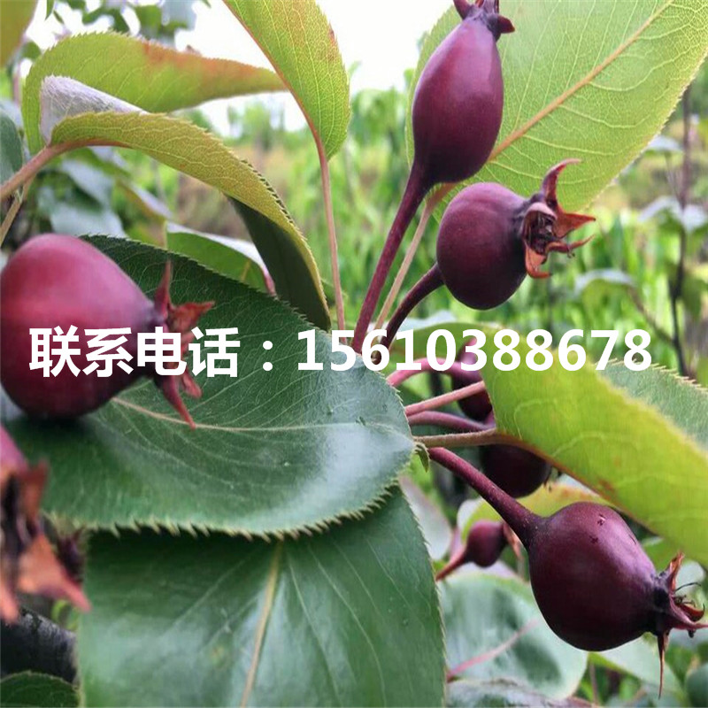 新品種柱狀梨樹苗、柱狀梨樹苗品種