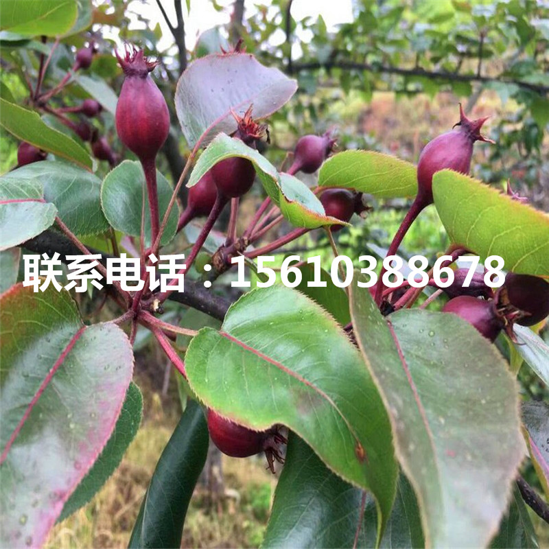 玉露香梨樹(shù)苗批發(fā)、玉露香梨樹(shù)苗價(jià)格