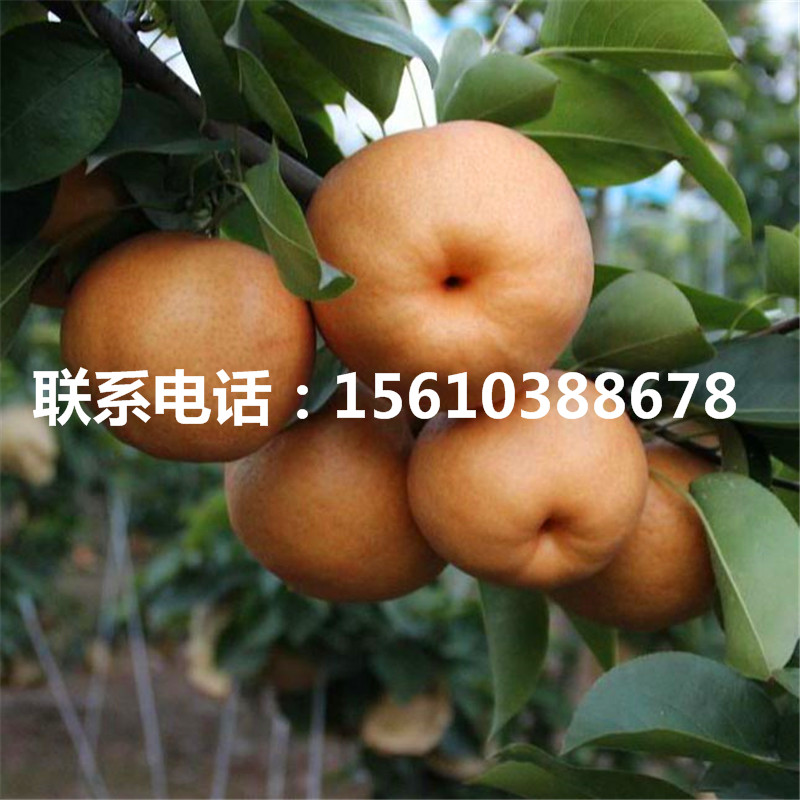香水梨樹苗、香水梨樹苗產(chǎn)地在哪里