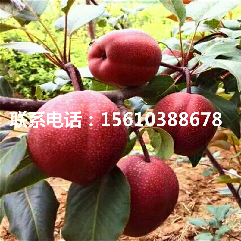 5公分杜梨樹(shù)苗、杜梨樹(shù)苗價(jià)格多少錢(qián)