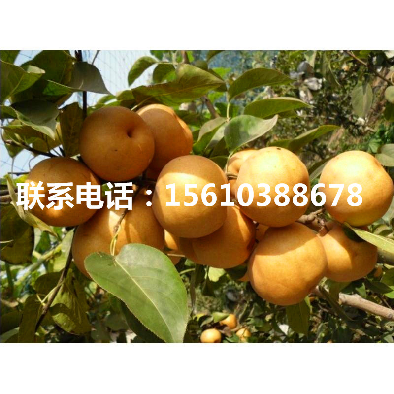 新品種8公分梨樹苗、8公分梨樹苗基地