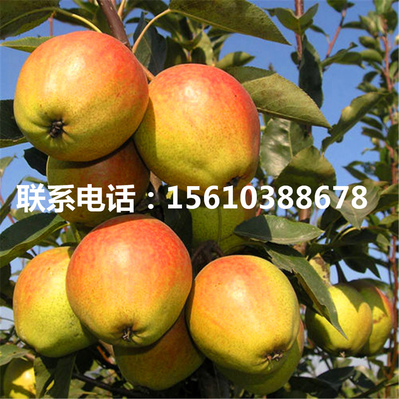 玉露香梨樹苗、玉露香梨樹苗什么時間成熟