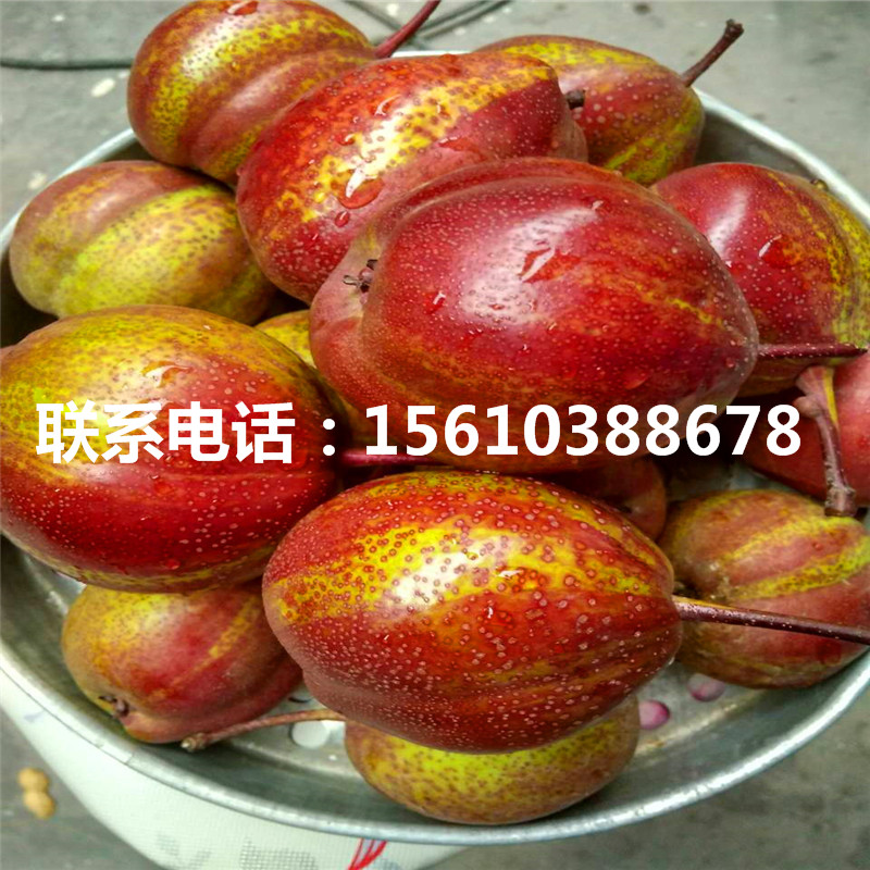 新品種紅安久梨樹苗、紅安久梨樹苗批發(fā)基地