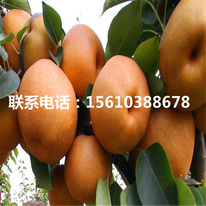 嫁接豐水梨樹苗、豐水梨樹苗管理技術(shù)