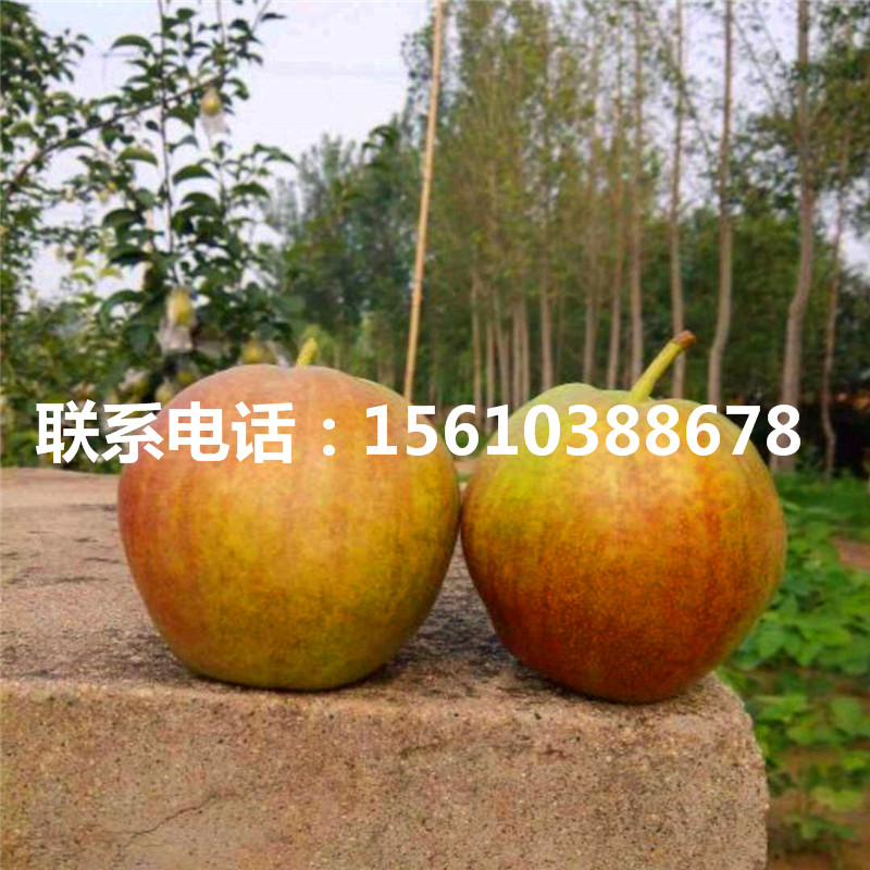新品種香梨樹苗、香梨樹苗怎么種