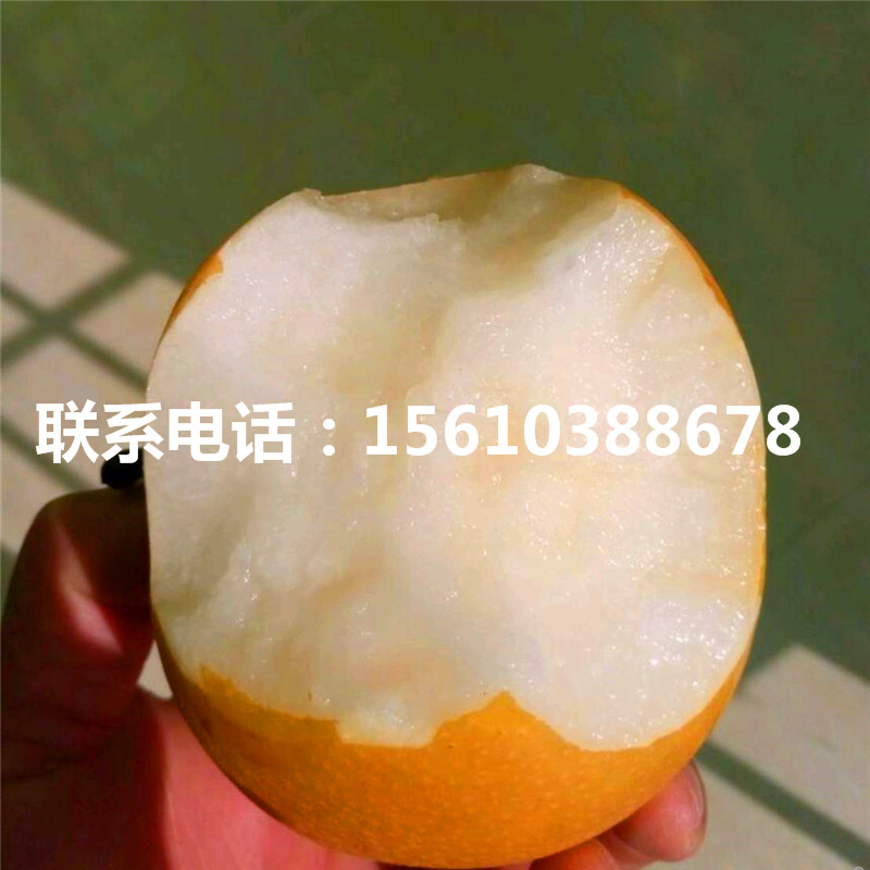 2019年阿巴特梨樹苗價格、阿巴特梨樹苗多少錢一棵