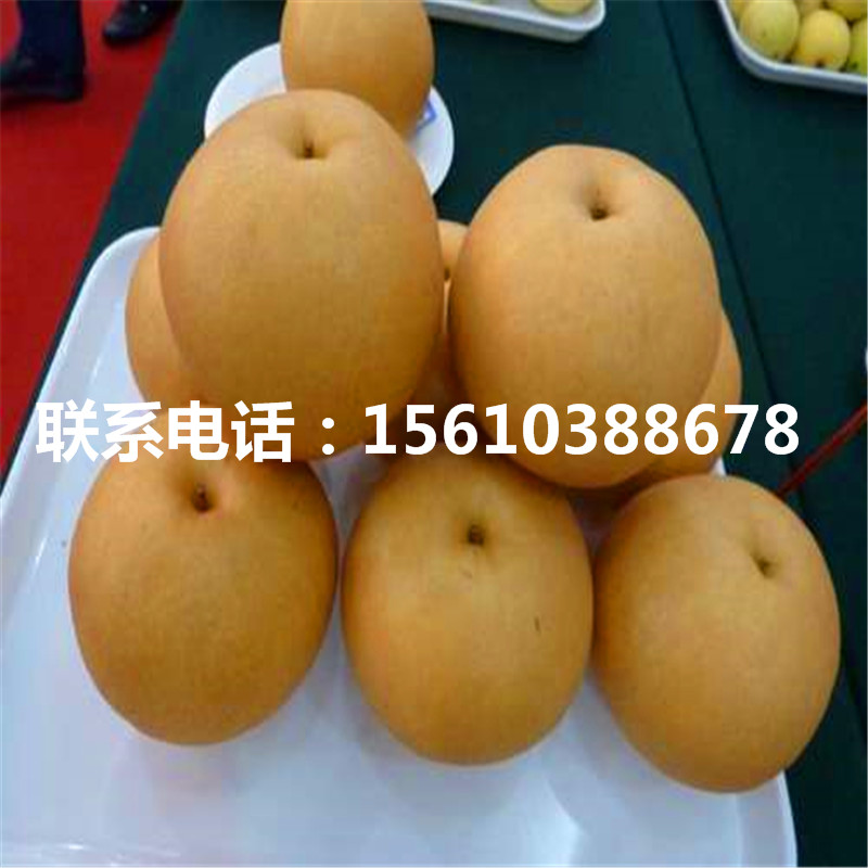 梨樹(shù)苗、梨樹(shù)苗行情