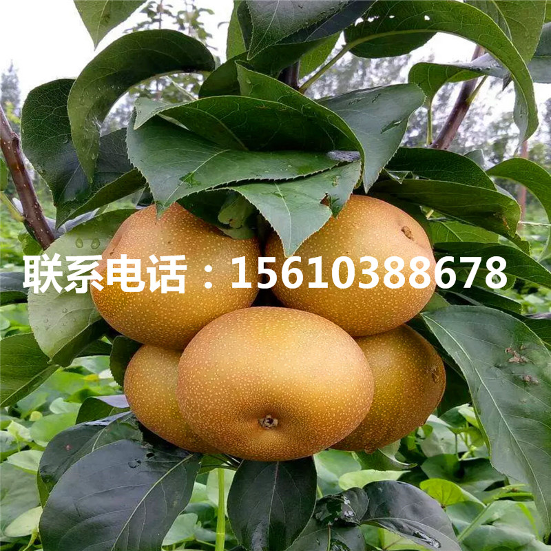 紅巴梨樹苗、紅巴梨樹苗一棵多少錢