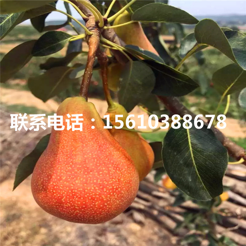 2019年滿天紅梨樹苗價(jià)格及報(bào)價(jià)、滿天紅梨樹苗基地