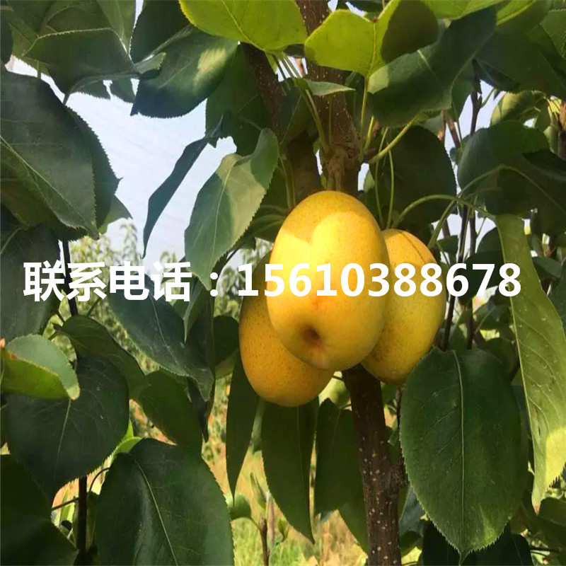 香梨樹苗、香梨樹苗供應(yīng)價(jià)格