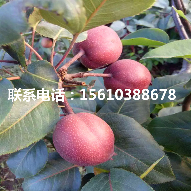 新品種8公分梨樹苗、8公分梨樹苗批發(fā)
