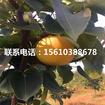 新品種阿巴特梨樹苗、阿巴特梨樹苗基地