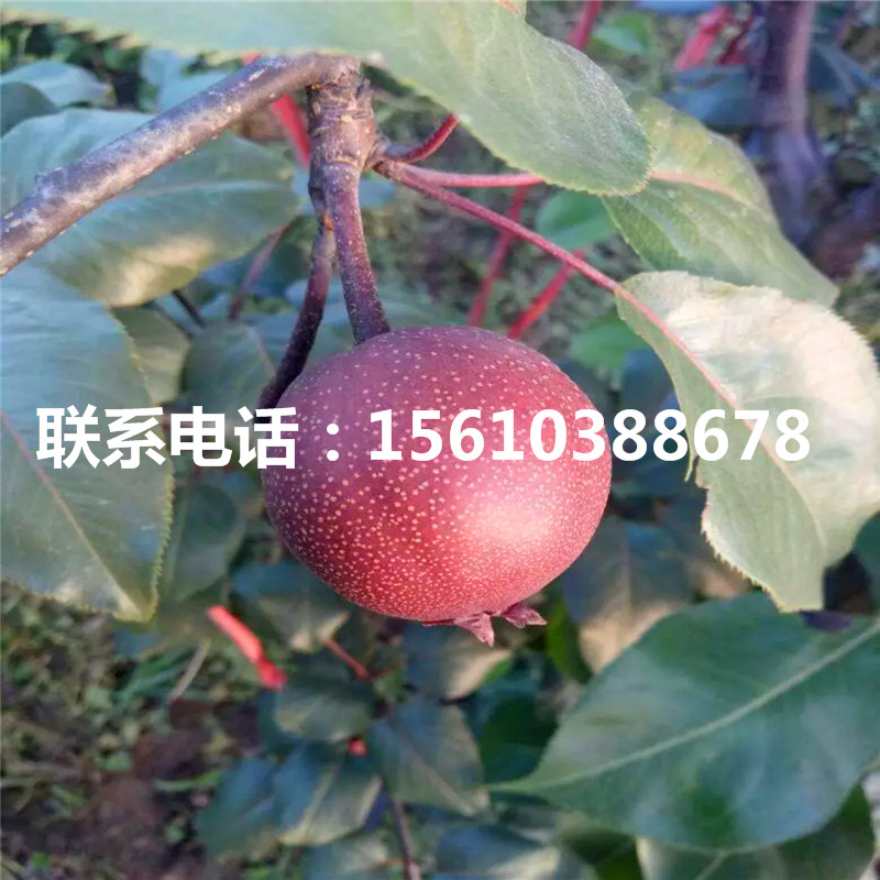 新品種新梨7號梨樹苗、新梨7號梨樹苗產(chǎn)地在哪里