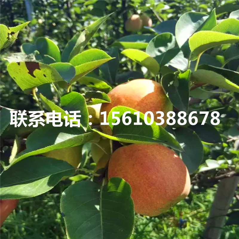 山東1公分梨樹苗、1公分梨樹苗報價