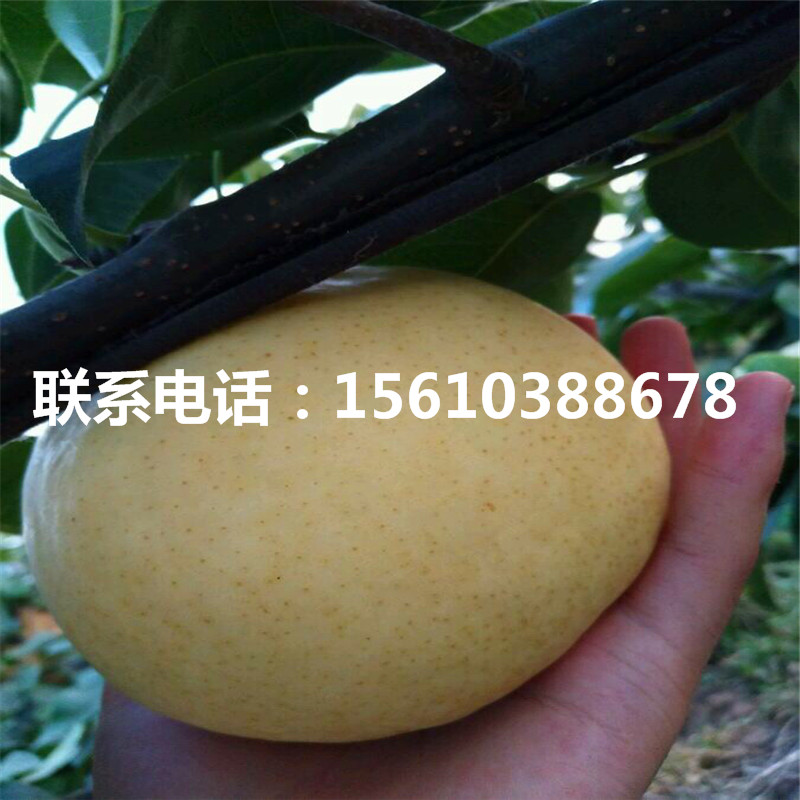 豐水梨樹苗多少錢一棵