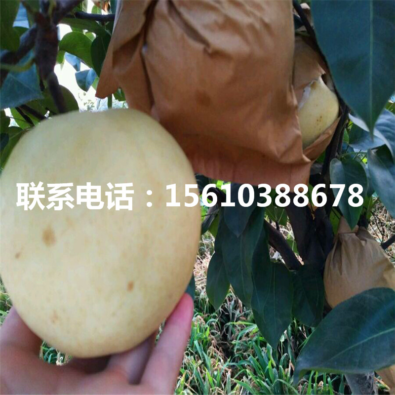 2019年袖珍香梨樹苗價(jià)格、出售袖珍香梨樹苗基地