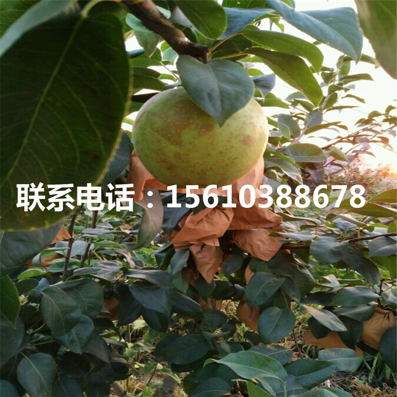 嫁接豐水梨樹苗、豐水梨樹苗管理技術(shù)