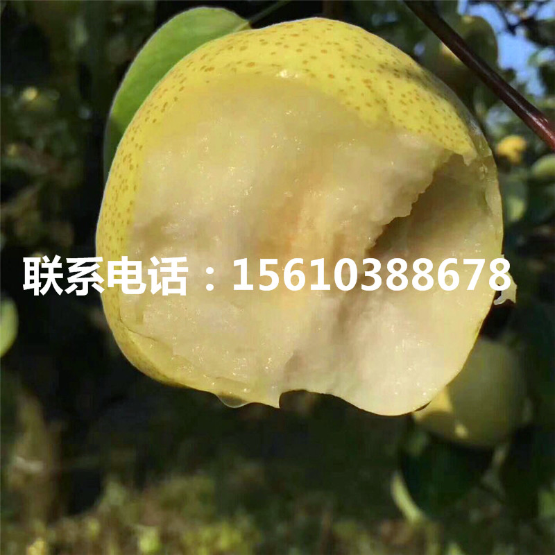 庫爾勒香梨樹苗哪里有賣的