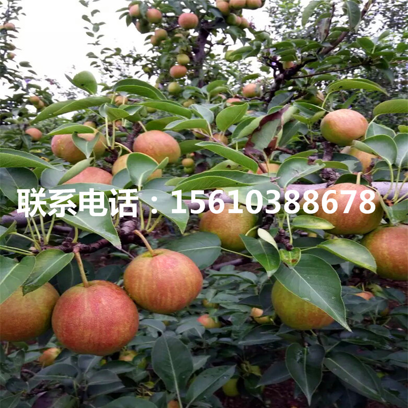 新品種2公分梨樹苗、2公分梨樹苗一畝地栽多少棵