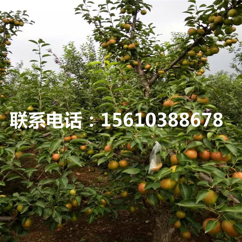 新品種7公分梨樹苗、7公分梨樹苗價(jià)位