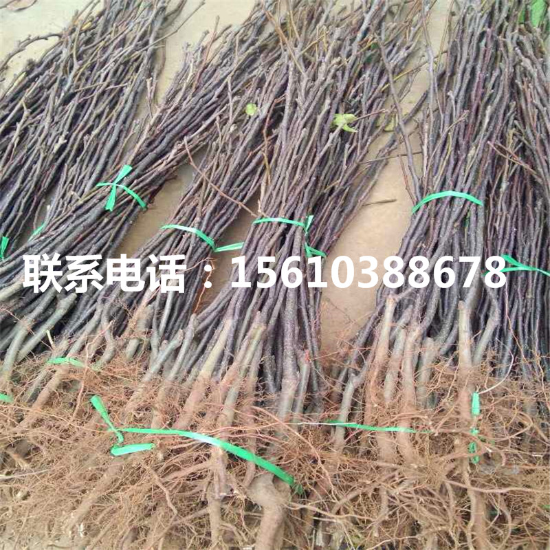 新品種阿巴特梨樹苗、阿巴特梨樹苗基地