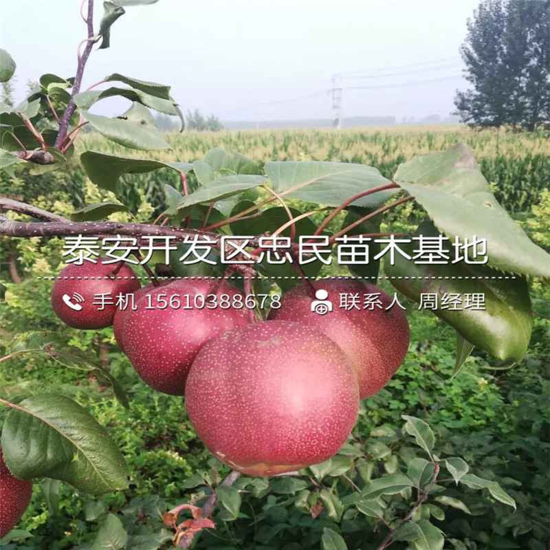 紅啤梨樹(shù)苗、紅啤梨樹(shù)苗什么時(shí)間成熟
