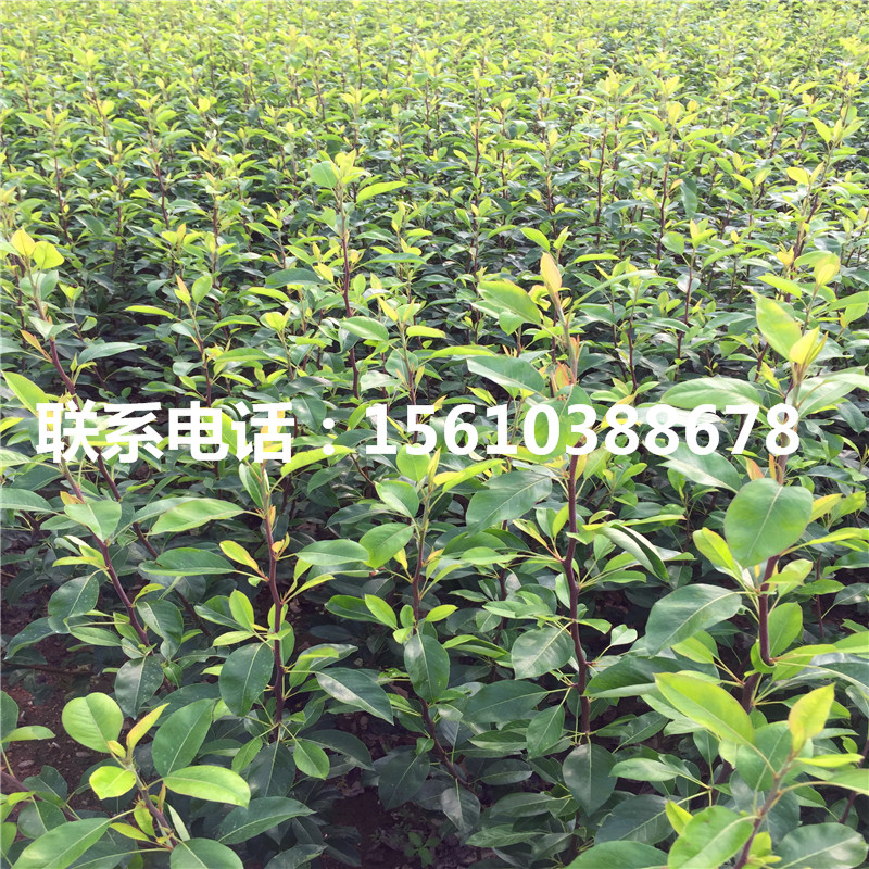 新品種紅安久梨樹苗、紅安久梨樹苗管理技術(shù)