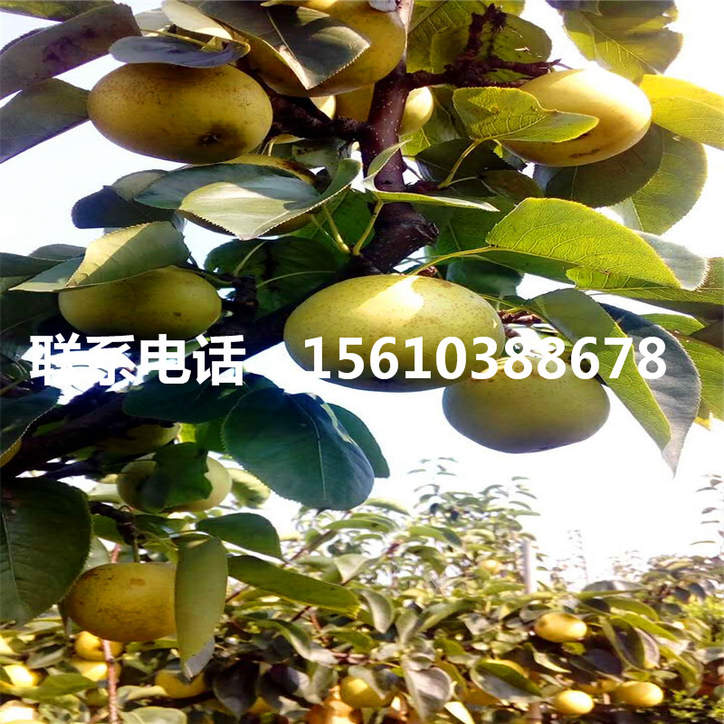 哪里有紅啤梨樹苗出售、紅啤梨樹苗價(jià)格及報(bào)價(jià)