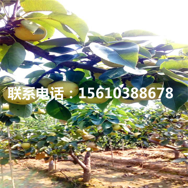 2019年紅考密斯梨樹苗價(jià)格及報(bào)價(jià)、紅考密斯梨樹苗基地