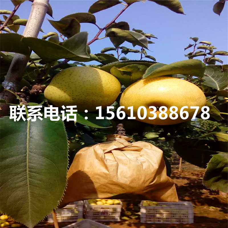 新品種中華雪梨樹苗、中華雪梨樹苗供應(yīng)價(jià)格