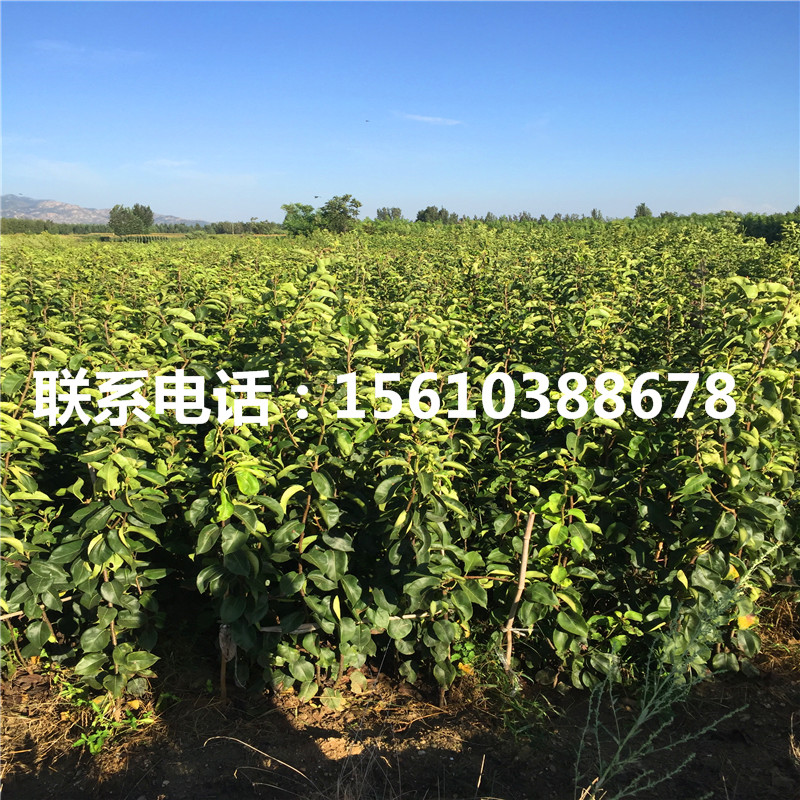 紅巴梨樹苗、紅巴梨樹苗一棵多少錢