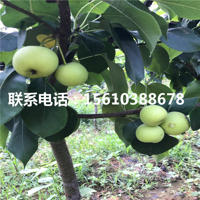 嫁接紅安久梨樹苗、紅安久梨樹苗那家好