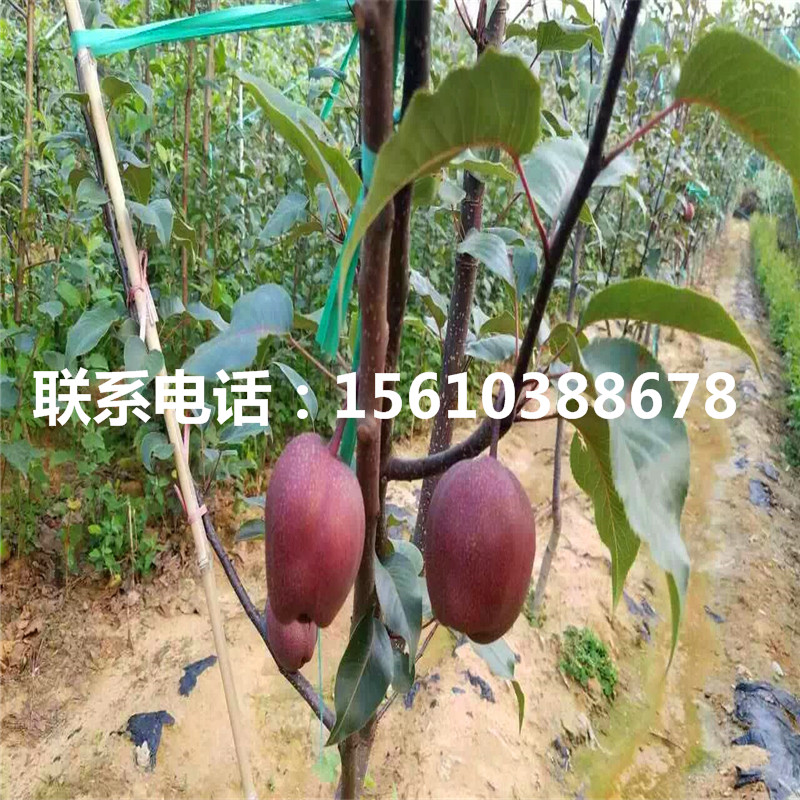 嫁接玉露香梨樹苗、玉露香梨樹苗一棵多少錢