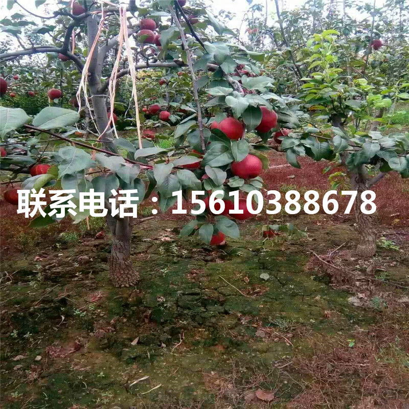 香水梨樹苗、香水梨樹苗怎么種