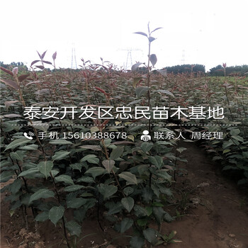 梨樹苗、梨樹苗基地