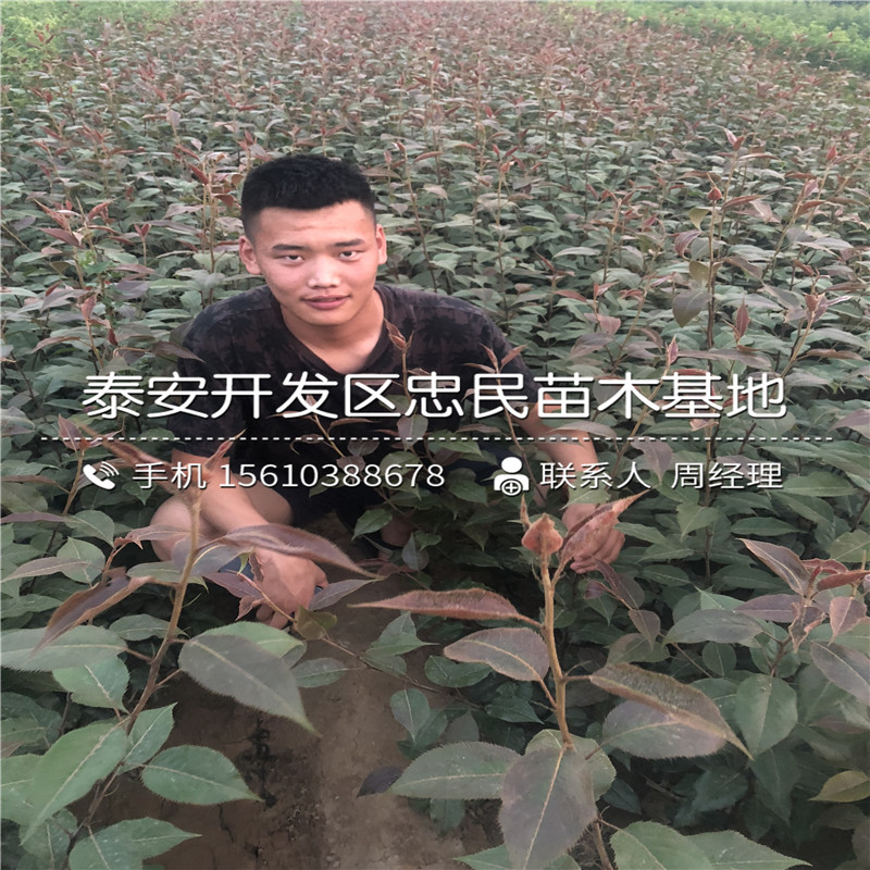 水晶梨樹苗、水晶梨樹苗產(chǎn)地在哪里