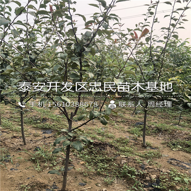 新品種香水梨樹(shù)苗、香水梨樹(shù)苗多少錢(qián)一棵