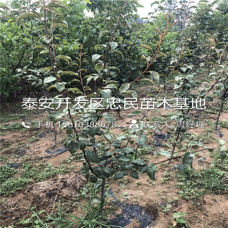 嫁接紅酥寶梨樹(shù)苗、紅酥寶梨樹(shù)苗什么時(shí)間成熟