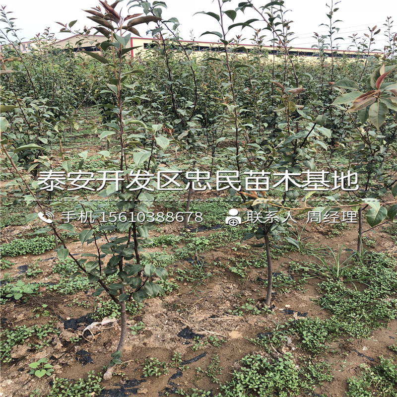 新品種香梨樹苗、香梨樹苗怎么種