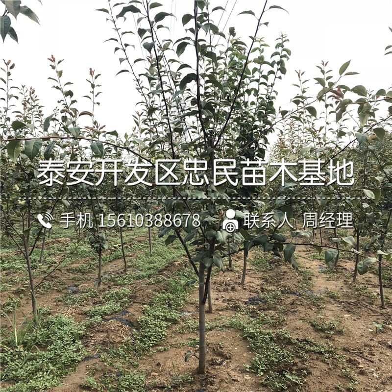 新品種中華雪梨樹苗、中華雪梨樹苗供應(yīng)價(jià)格