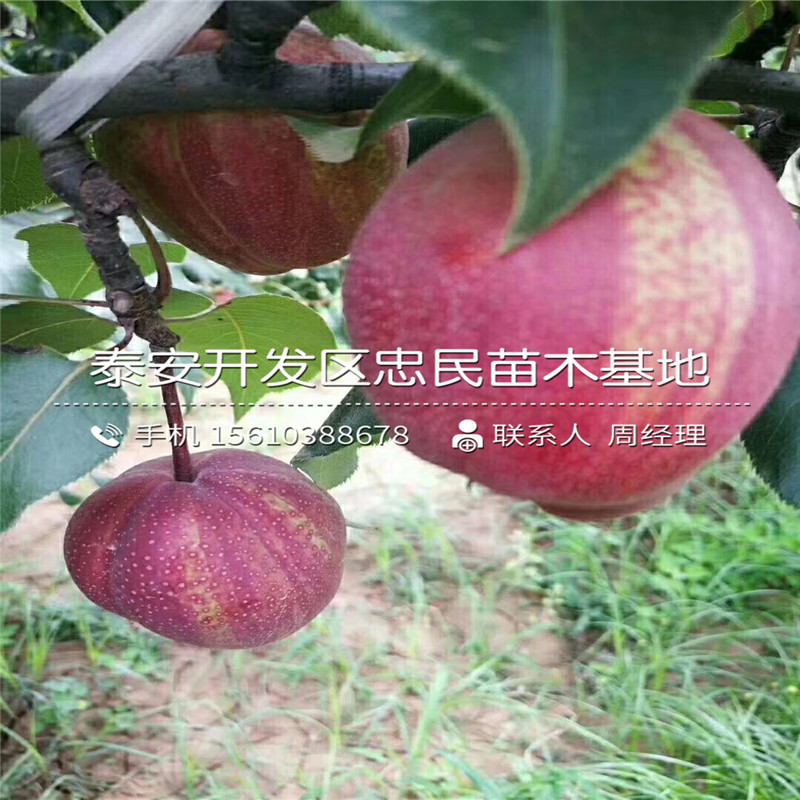2019年滿天紅梨樹苗價(jià)格及報(bào)價(jià)、滿天紅梨樹苗基地