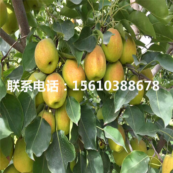紅啤梨樹苗、紅啤梨樹苗行情