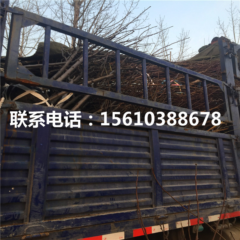 新品種八月紅梨樹苗、八月紅梨樹苗怎么種
