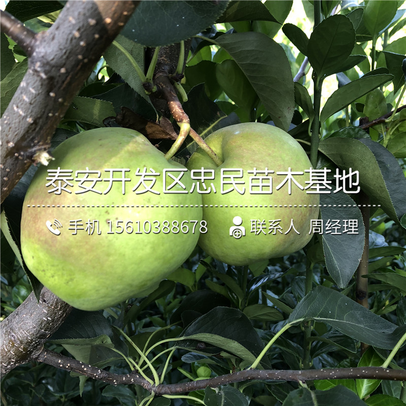澳冠紅梨樹苗、澳冠紅梨樹苗簡介