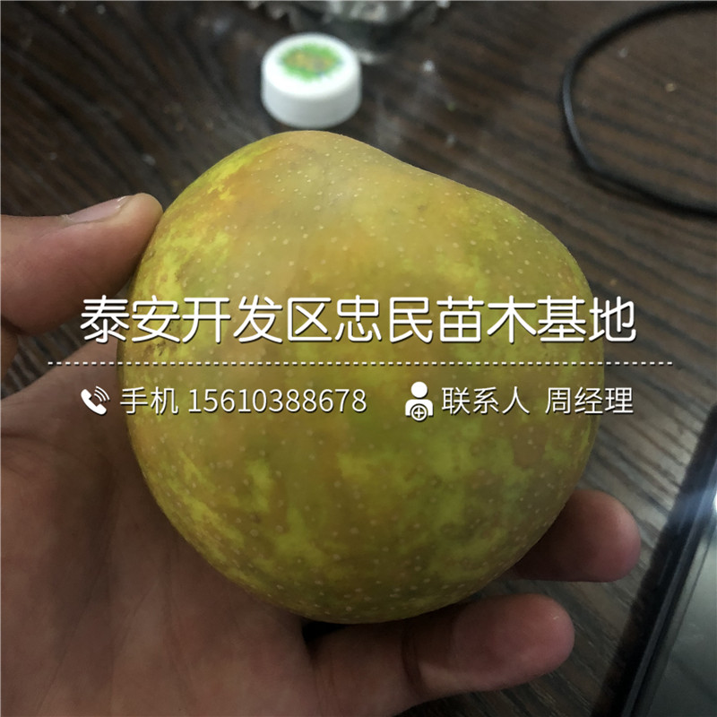 嫁接丹霞紅梨樹(shù)苗、丹霞紅梨樹(shù)苗什么時(shí)間成熟